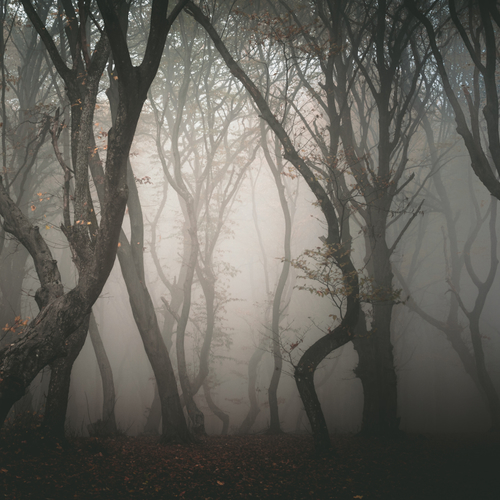 De Bermudadriehoek van Roemenië: het Hoia Baciu bos