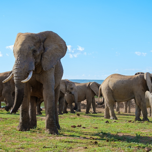 Opgejaagd en gestroopt: 77% van alle Afrikaanse olifantenpopulaties verdwenen sinds jaren zestig