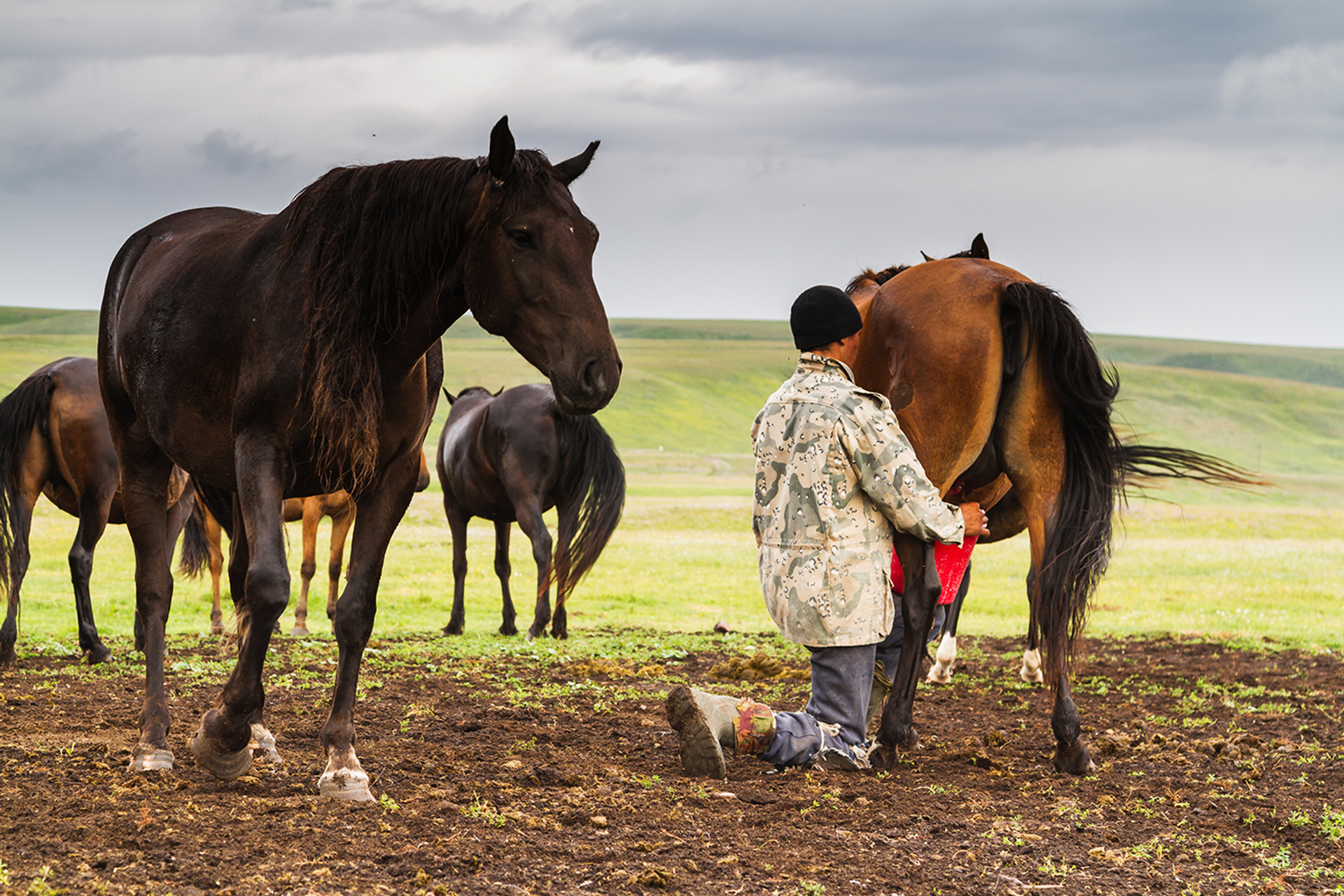 3OR_Mongolie__paarden_melken-1653999263