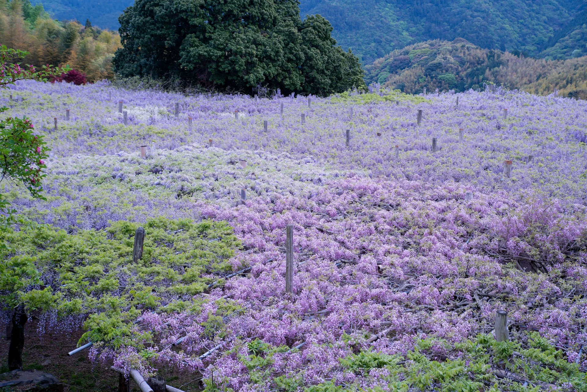 shutterstock_2009260049-1671910425