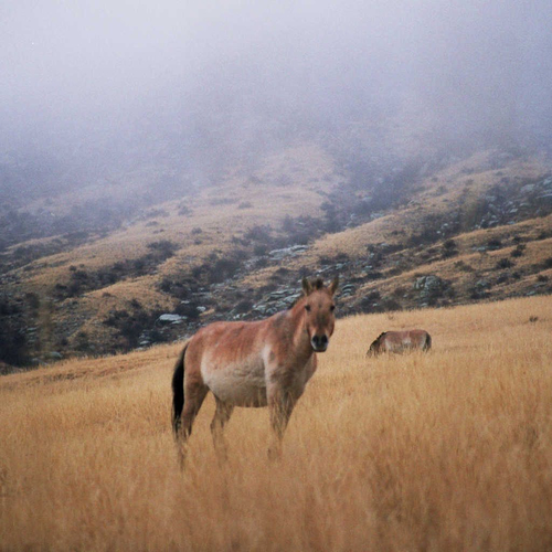 Hustain Nuruu National Park