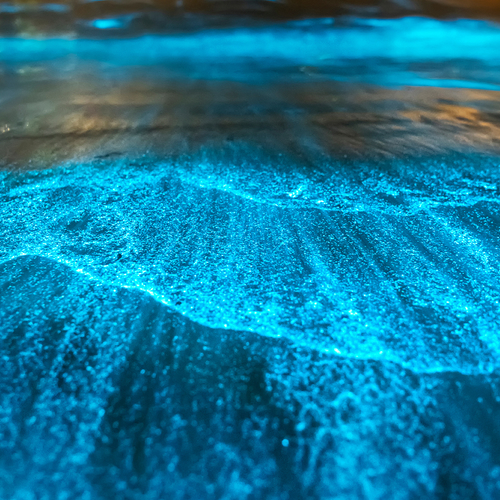 Het natuurfenomeen dat Puerto Mosquito omtovert in een lichtspektakel