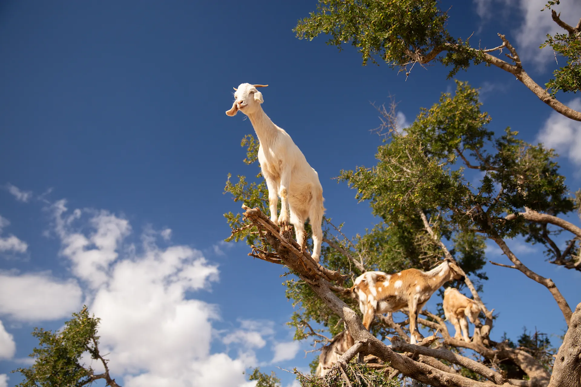 Alla_Laurent___Shutterstock.com-1684226067