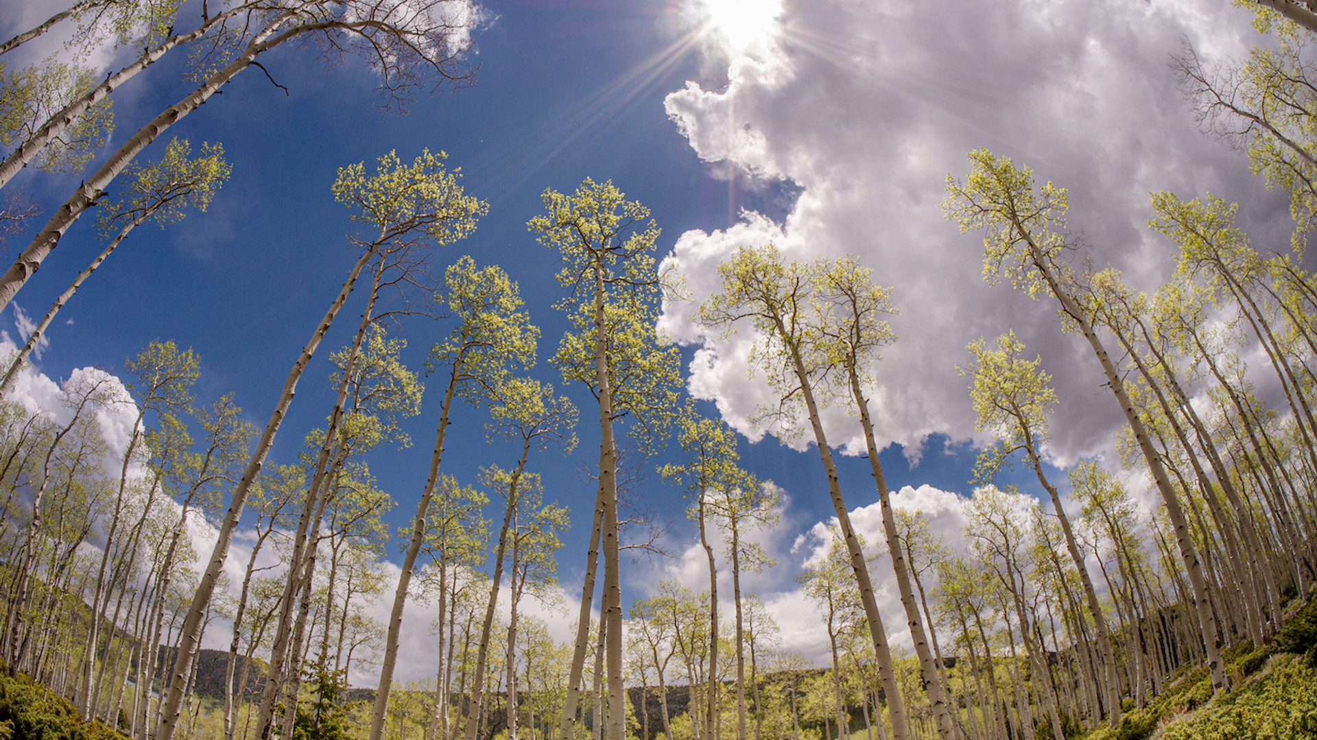 shutterstock_2005056353-1629194908