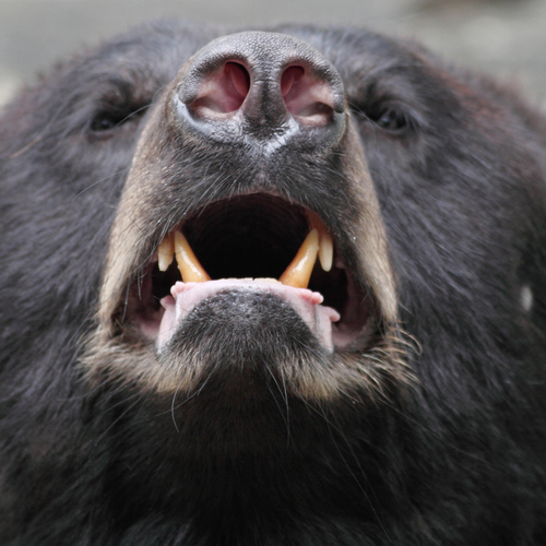 Wat te doen bij een berenaanval? “In ieder geval geen selfie maken”