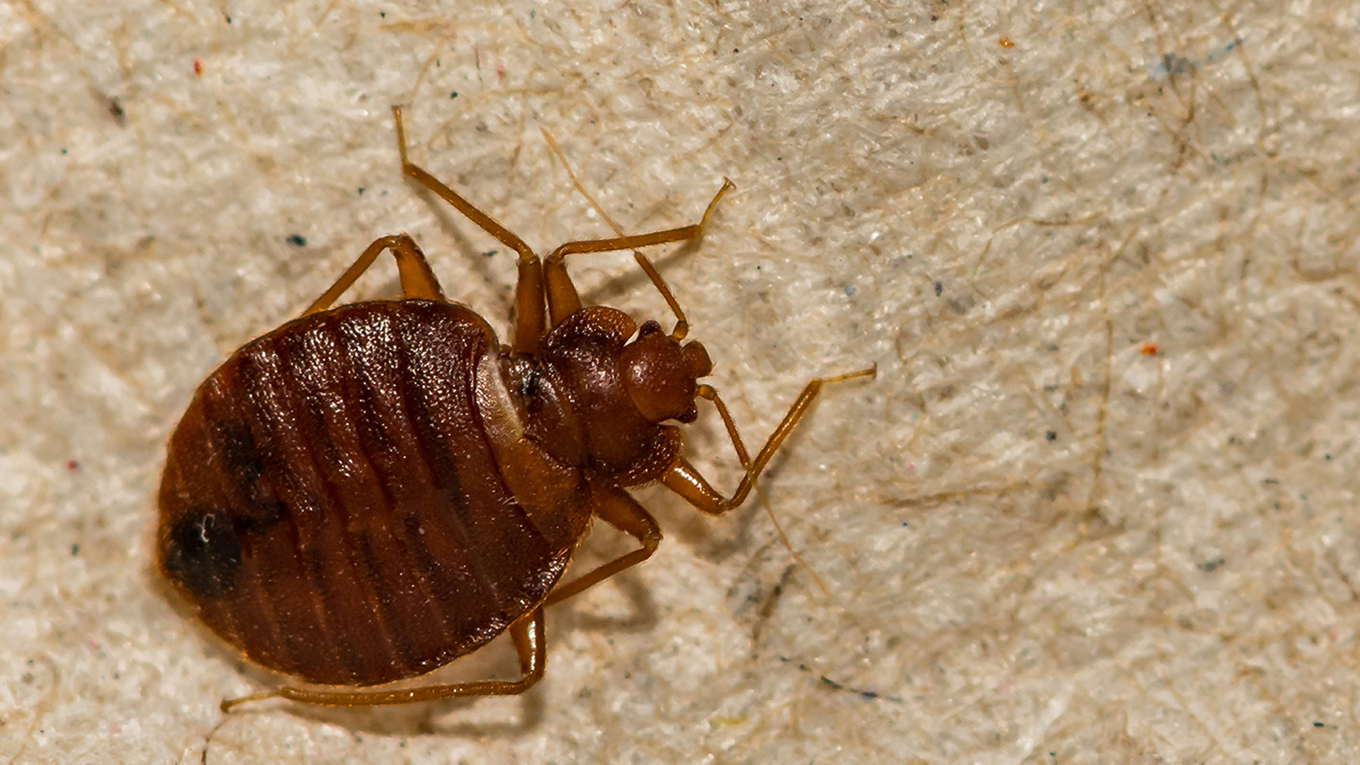 3OR_Bedbugs-1660643901