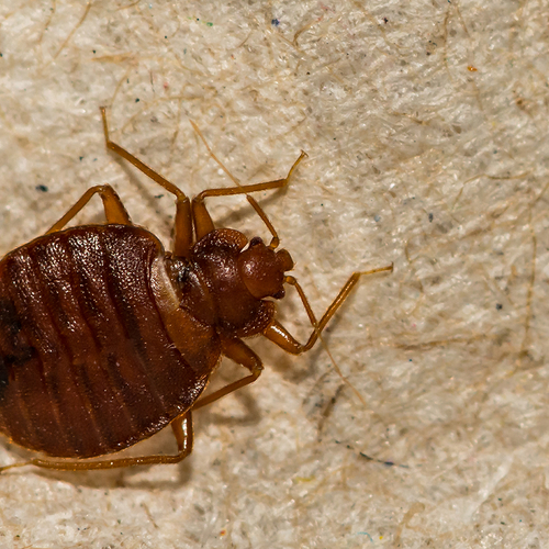 Zo voorkom je bedwantsen tijdens je reis