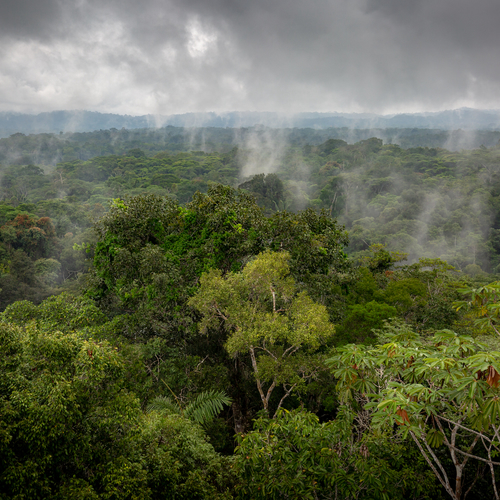 Een van de meest diverse regenwouden ter wereld bezoeken? Dat doe je zo