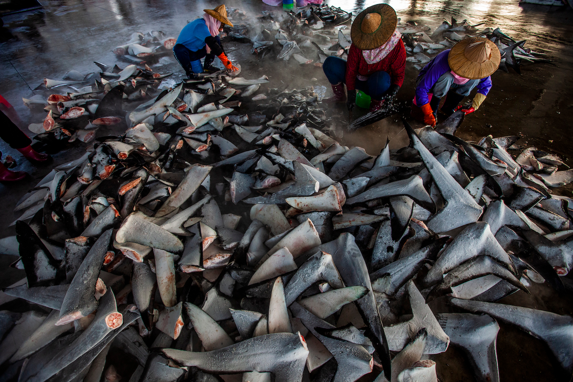 Paul_Hilton_kopie_2-1750410422