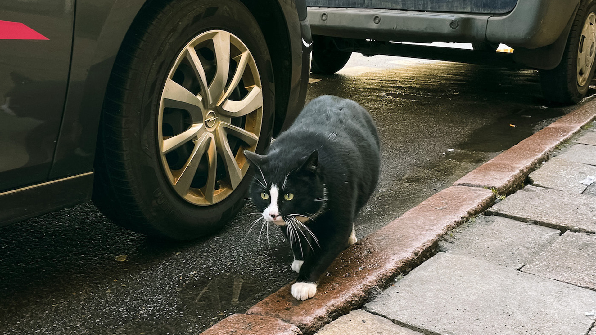 52767051732_30ce3b118c_o-1689606471