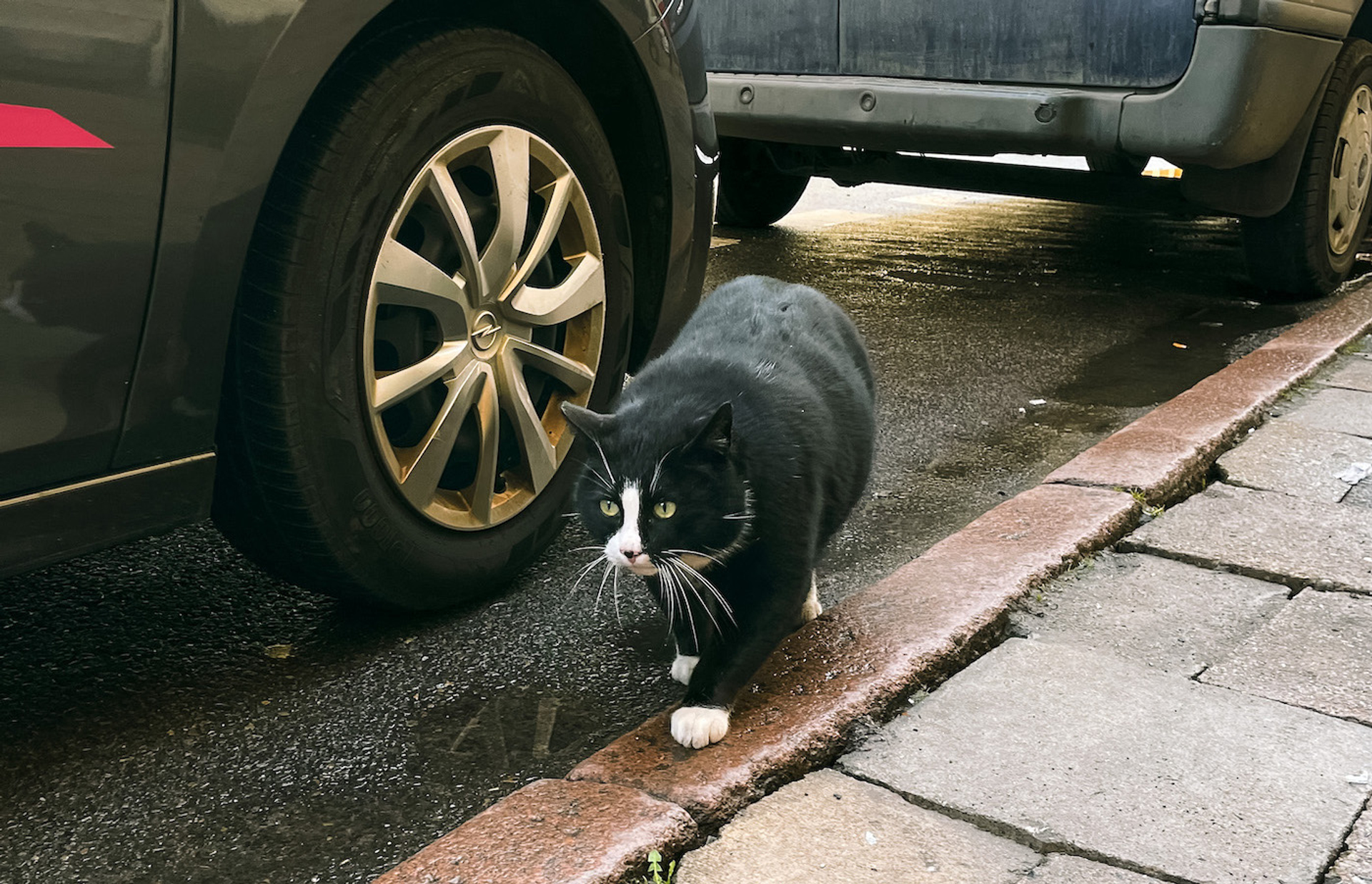 Afbeelding van Deze ‘forse kat’ is populairste attractie in Szczezin
