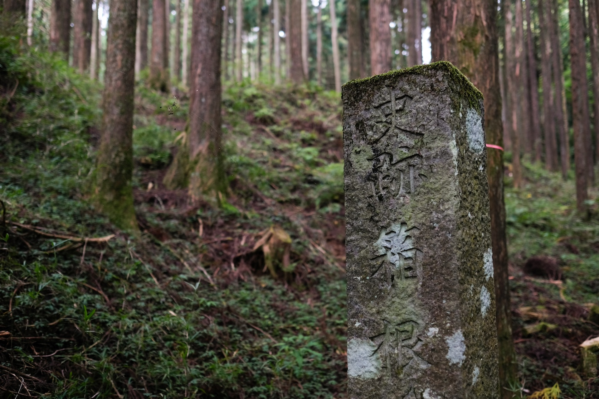 shutterstock_2312435311-1719821955