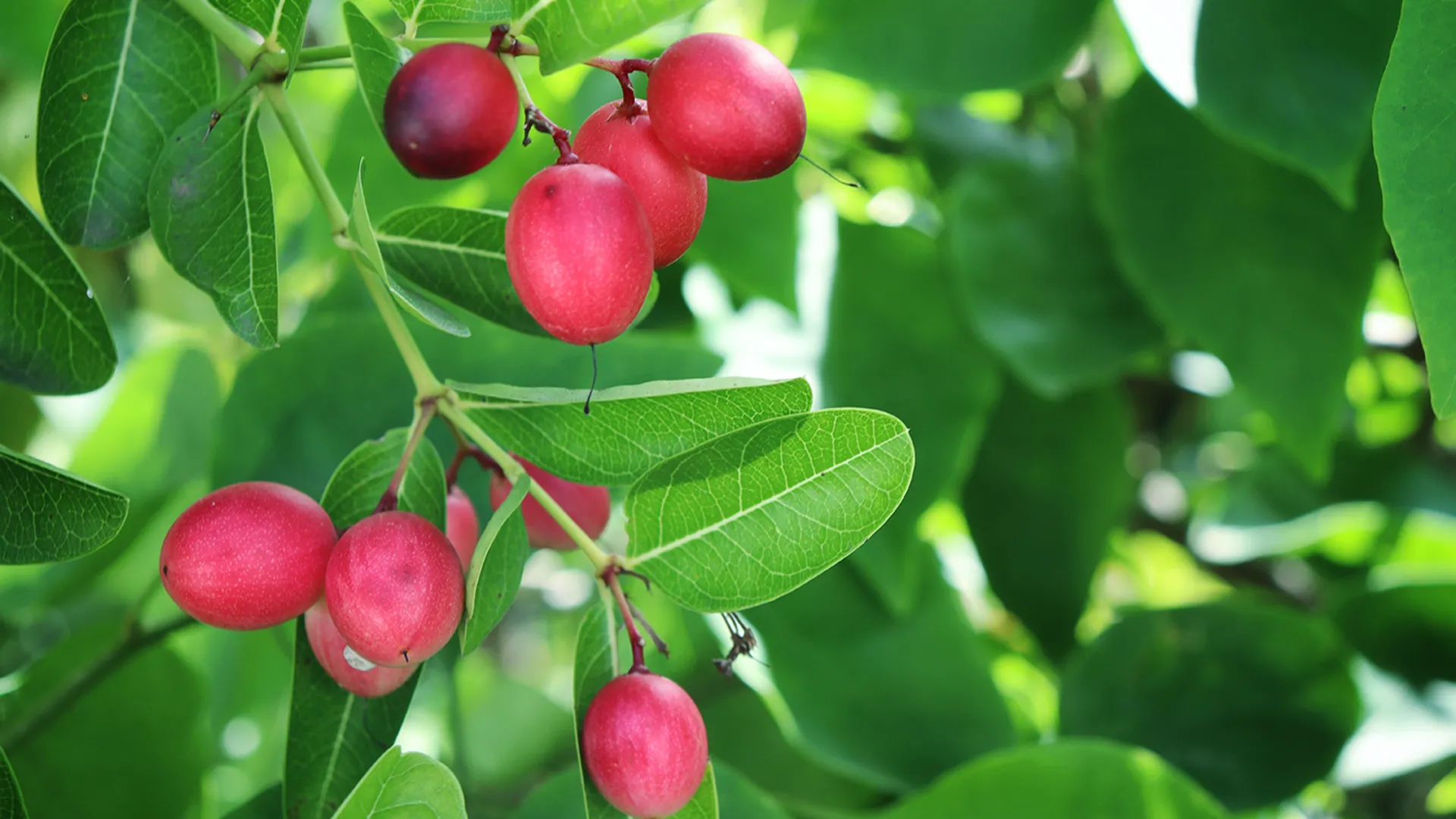 3OR_Wonderbes_struik_Zuid-Afrika-1655881961