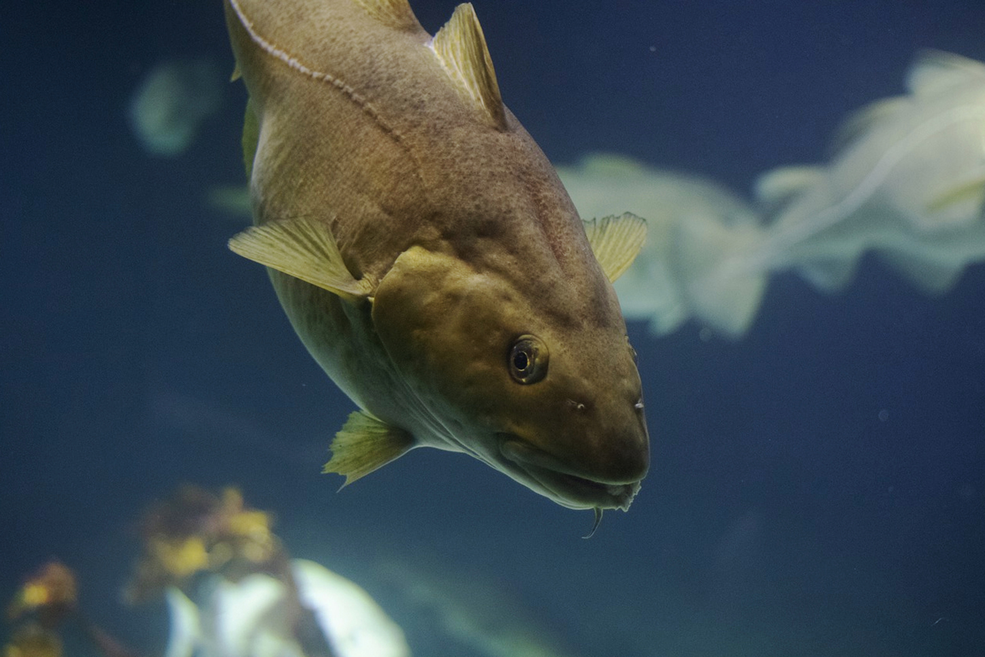 3OR_Kabeljauw-1645452110