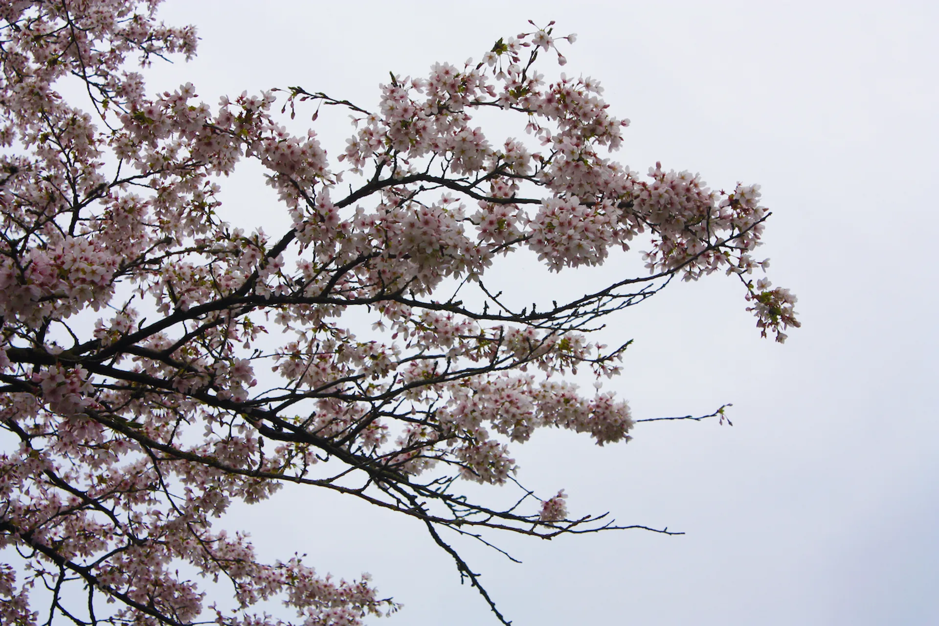 Photoshop_Cherry_Blossom_4-1680189052