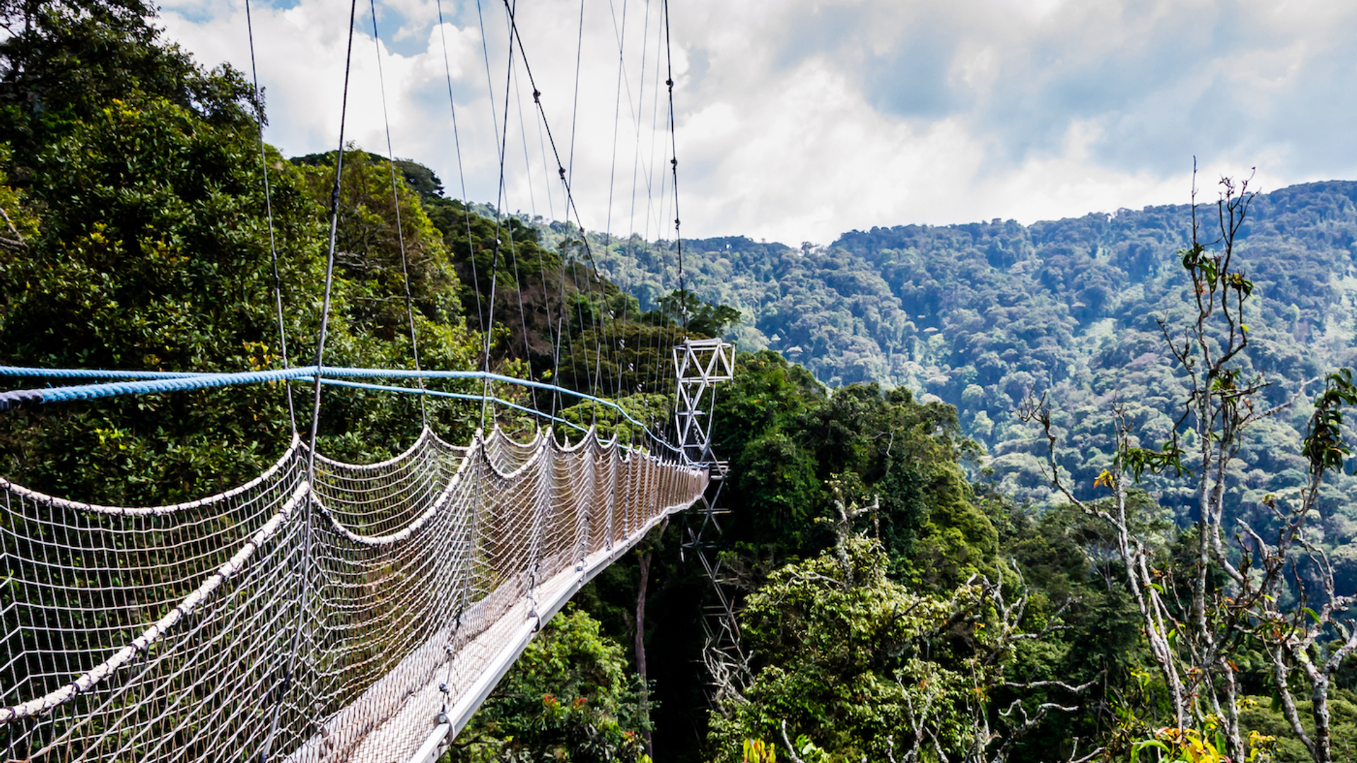 Nyungwe_thumb-1617883002