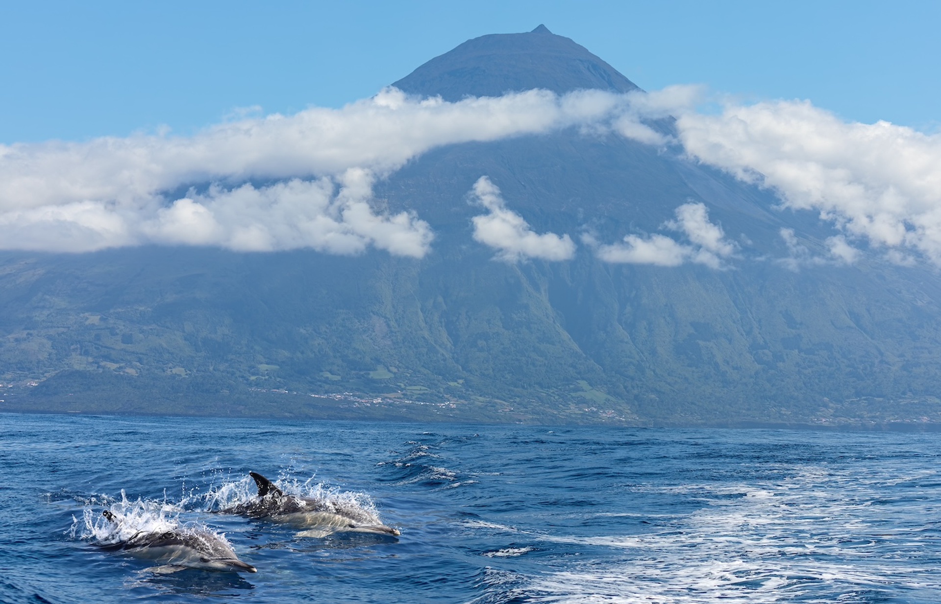 Henner_Damke-1757513636