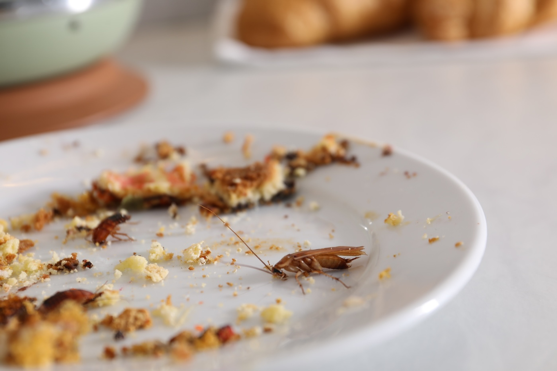 New_Africa-1755006647