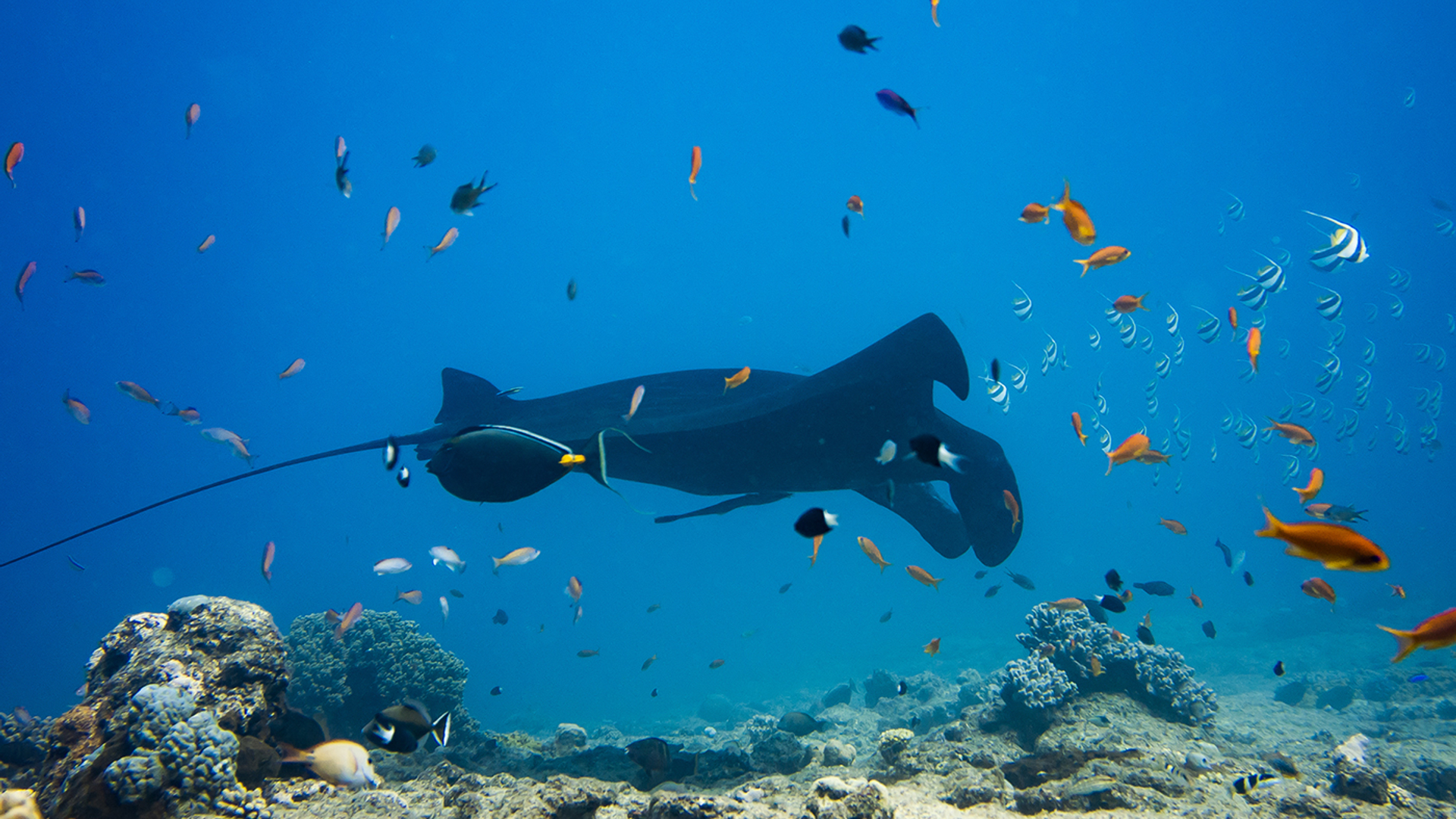 3OR_Manta_Nieuw-Caledonie_-1658156685