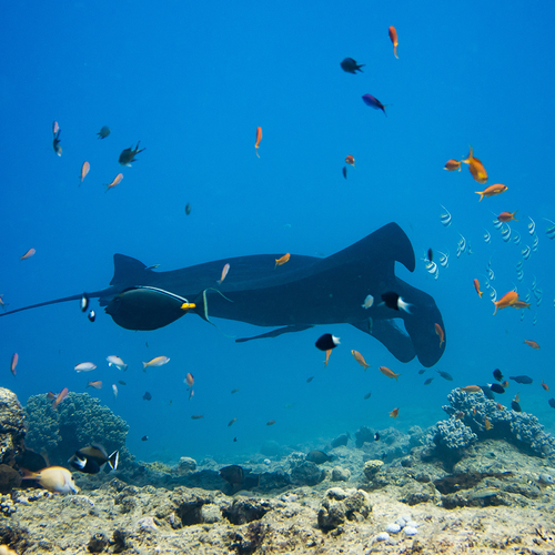 Het kleurrijke onderwaterpretpark van Nieuw-Caledonië