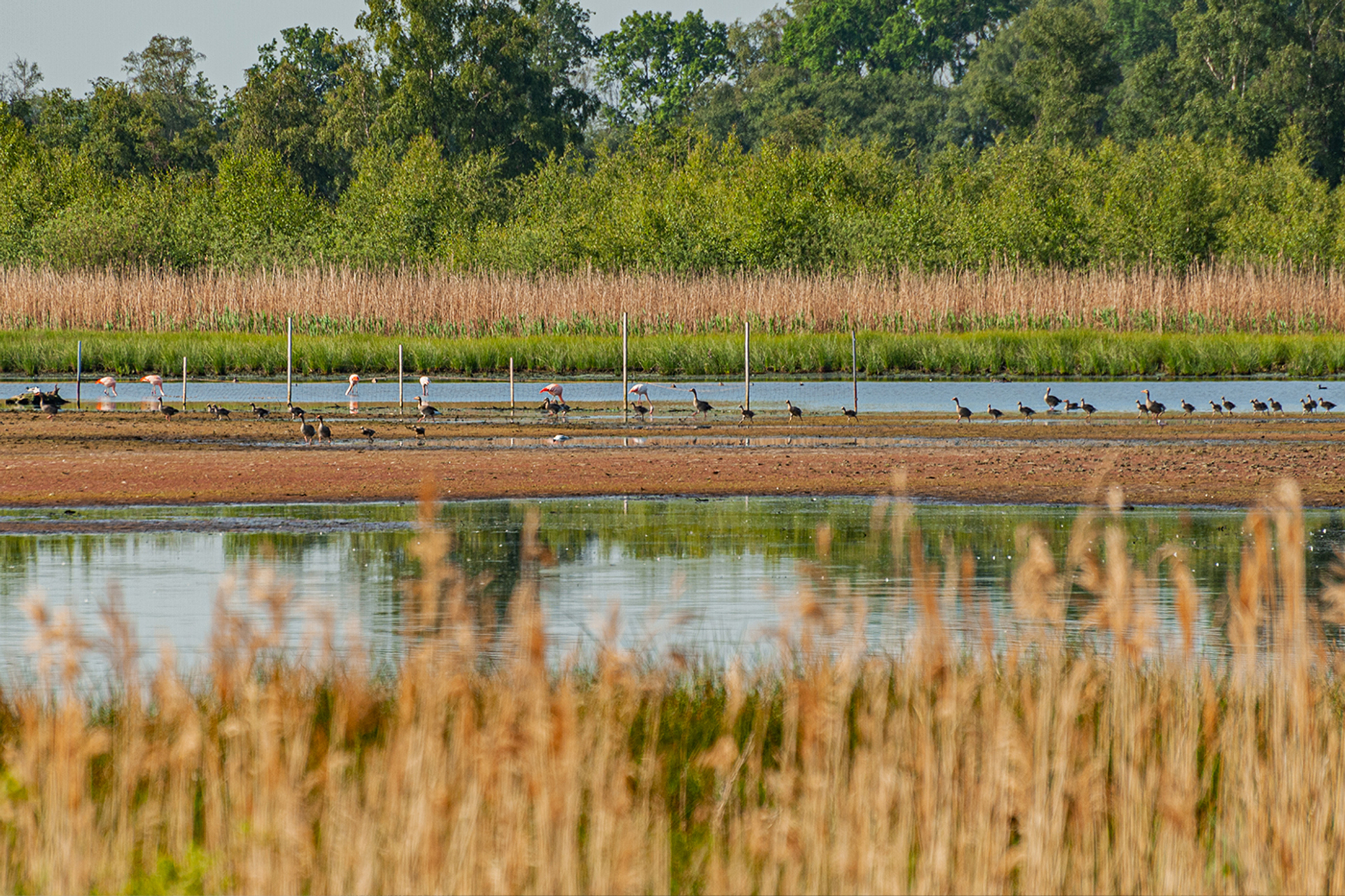 3OR_Zwilbroek_meeuwenkolonie_Achterhoek_flamingo-1652280599