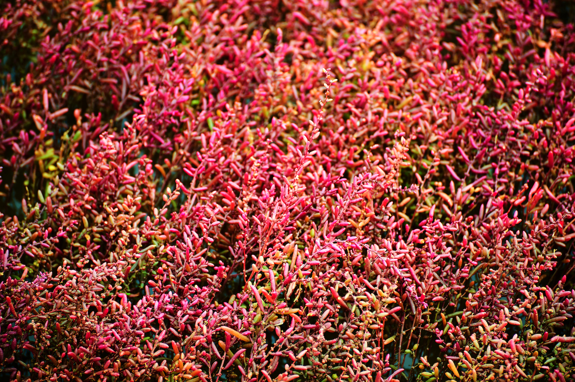 Dashu_Xinganling-1643124878