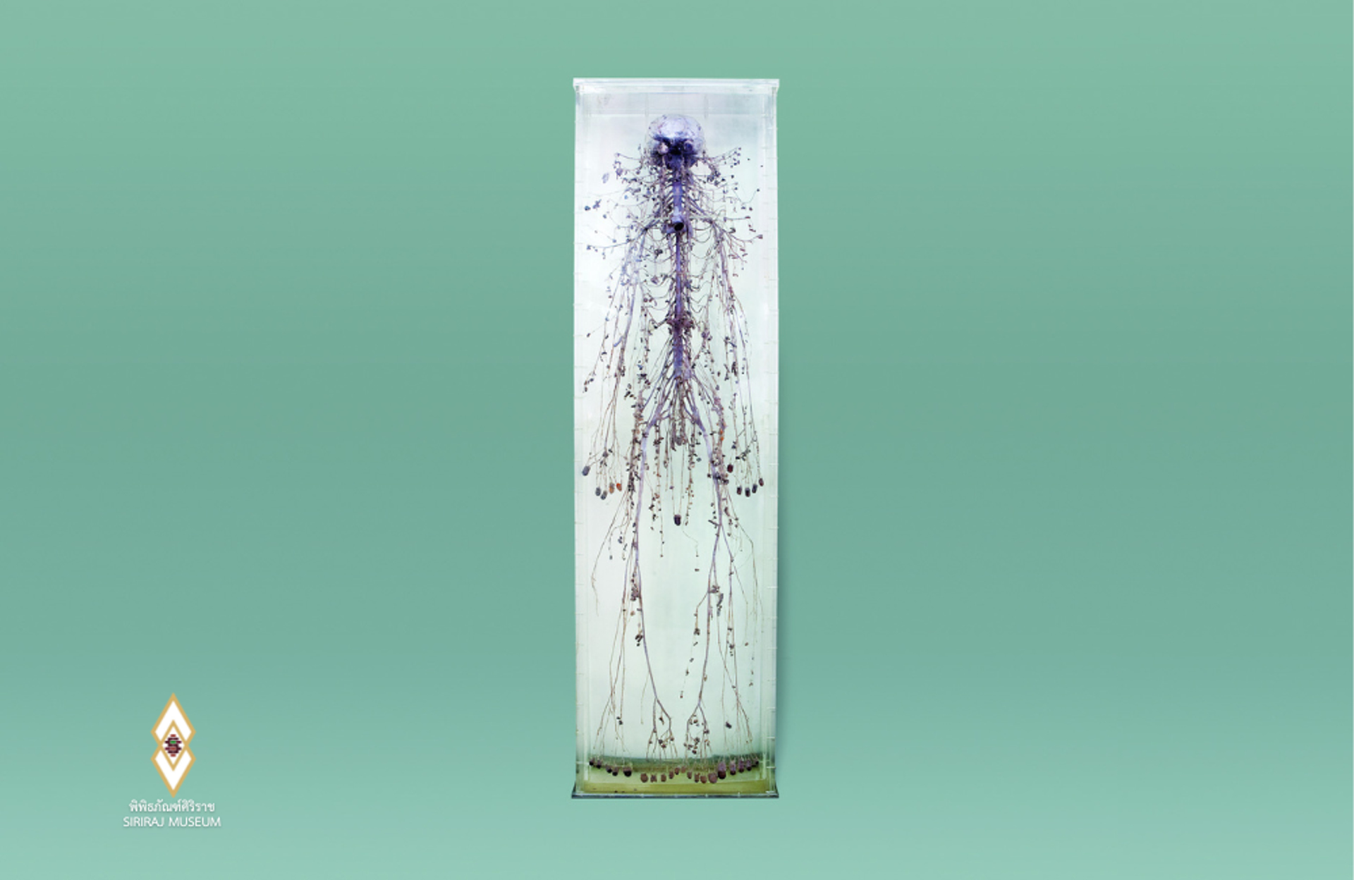 Siriraj_5-1743671890