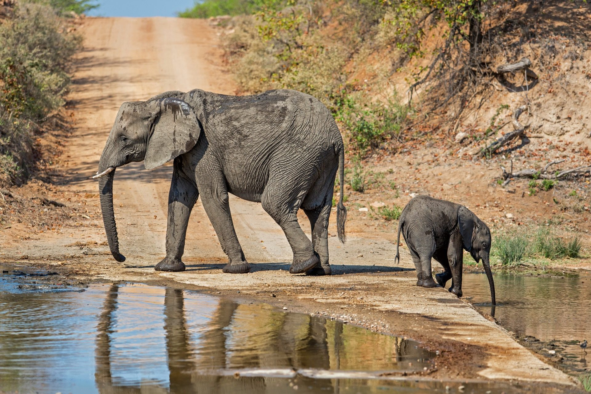 Afbeelding van Krugerpark
