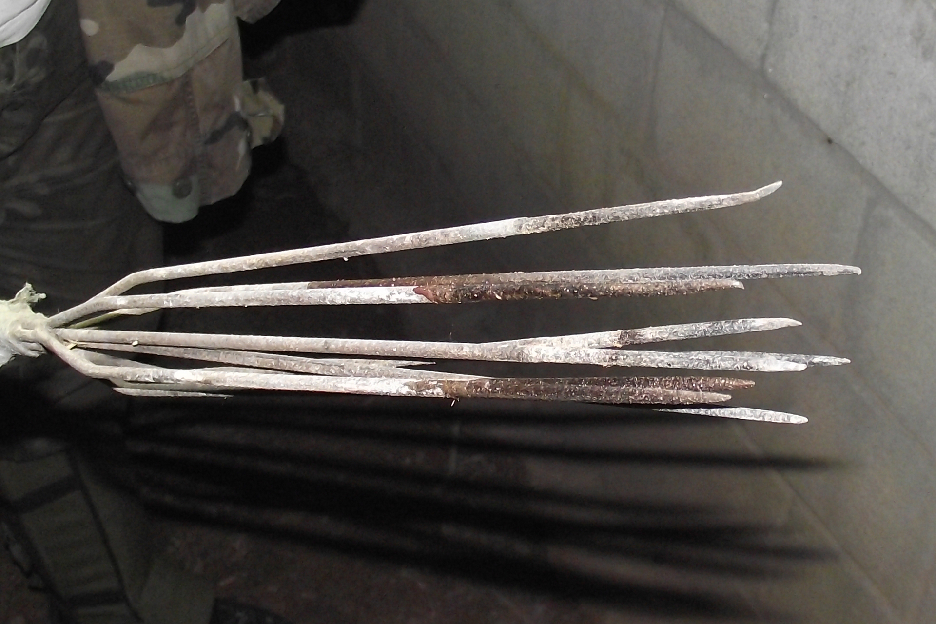 Harpoen_van_koningscobra_copyright_Jory_van_Thiel-1655383243