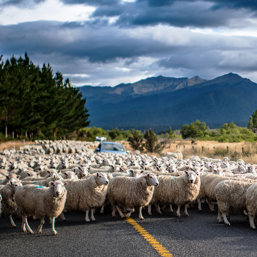 Gaat Nieuw-Zeeland misschien weer Aotearoa heten?