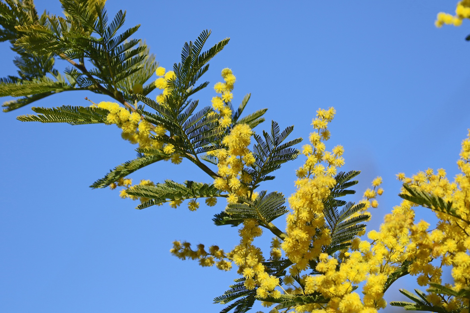 Ruth_Swan-1741278668