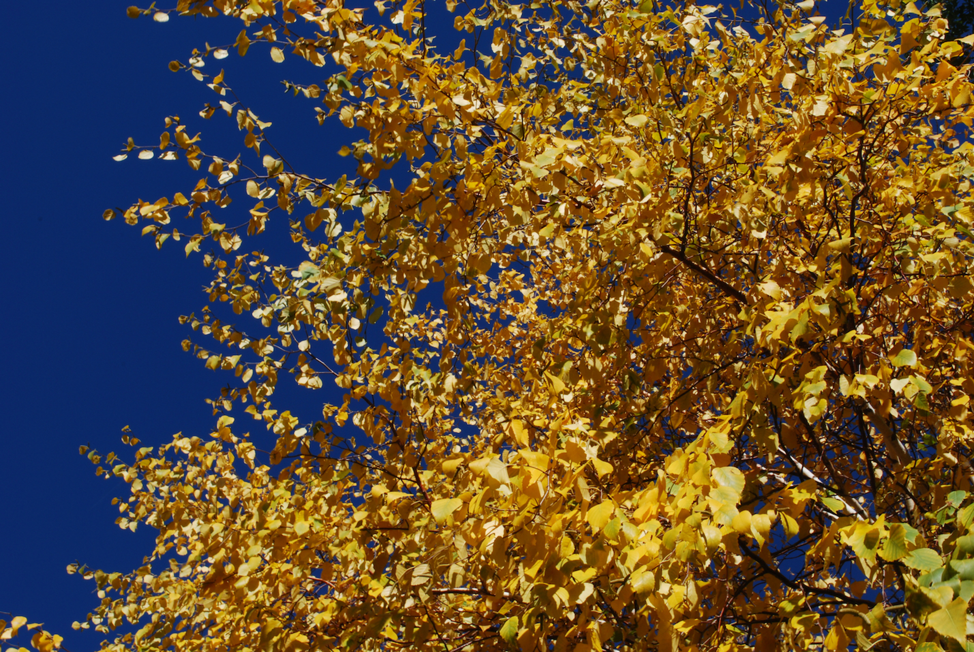 shutterstock_1132599998-1629194907