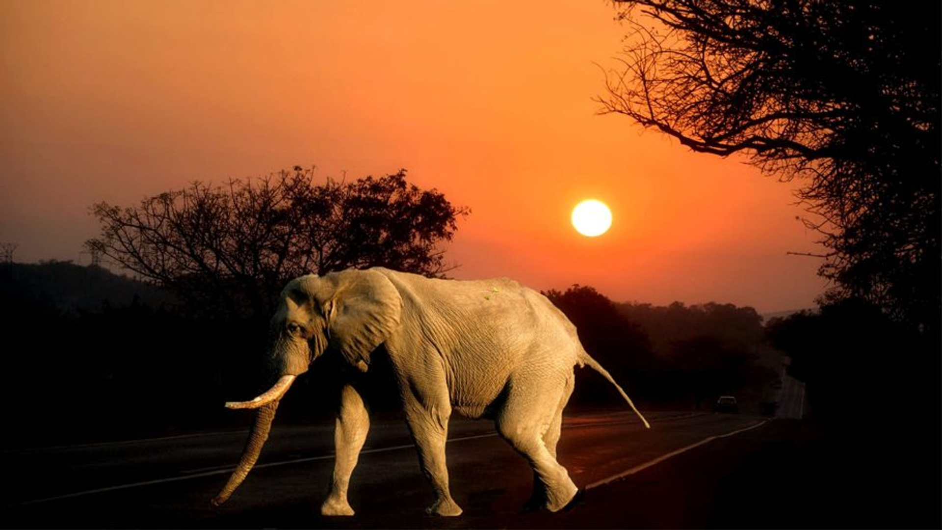 Afbeelding van Zuid-Afrika