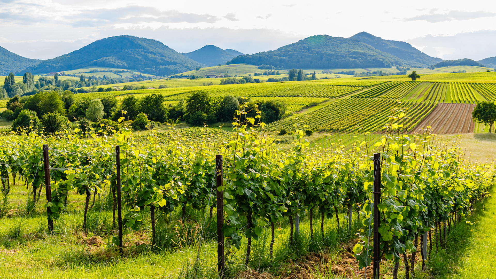 shutterstock_1781012333-1644593052