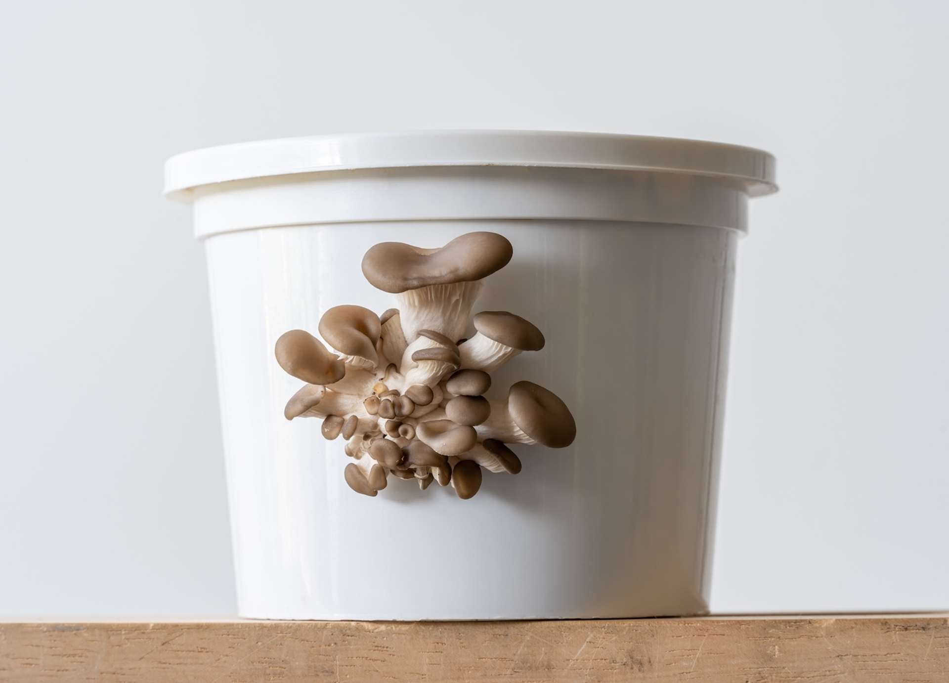 shutterstock_2432993551-1744371003