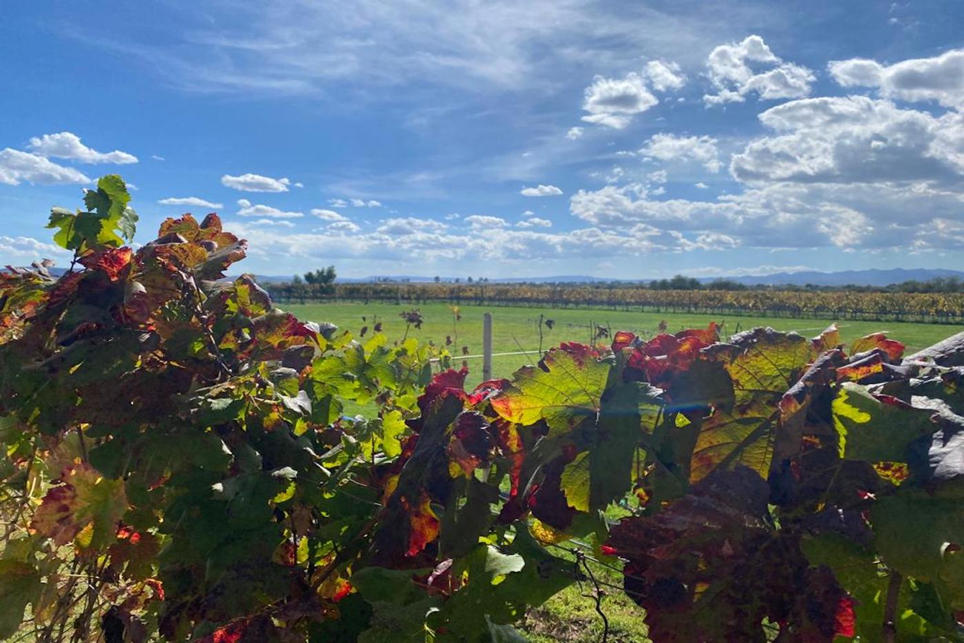 Bram_Megens_Wijngaard_Cuna_de_Tierra-1677775734