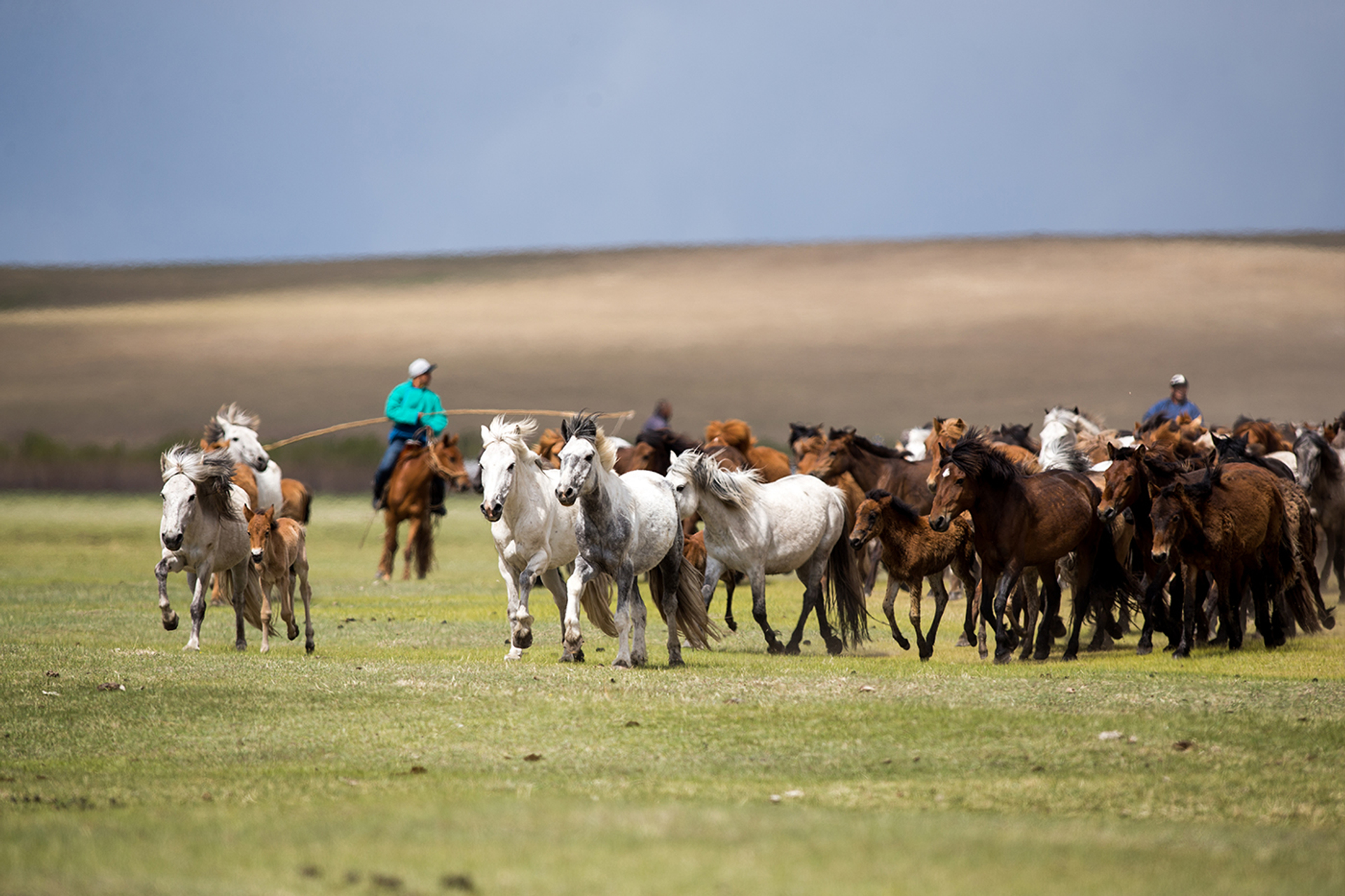 3OR_Paarden_Mongolie__weiland-1653999238