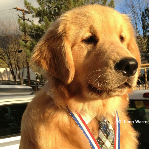 Alleen in Amerika: deze hond is burgemeester