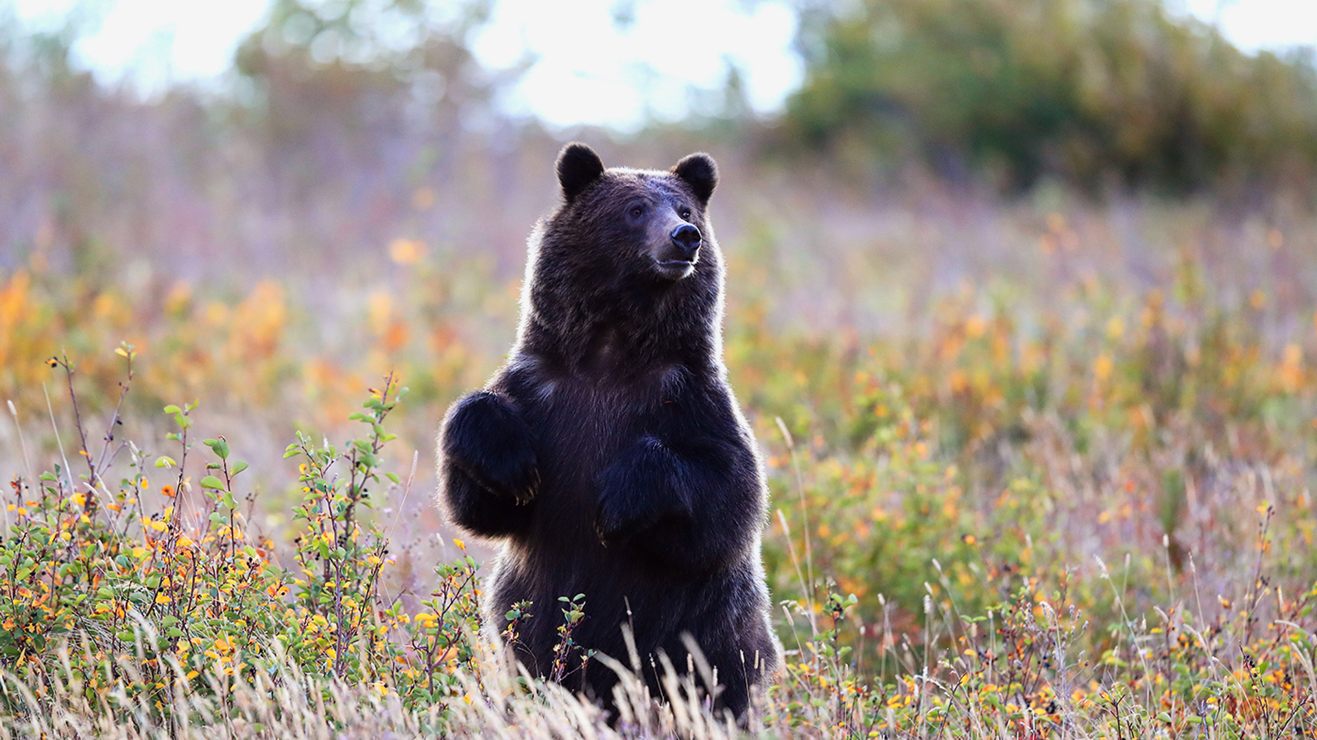 3OR_Grizzlies_in_Glacier_National_Park_-_Frank_Fichtmueller-1648119994