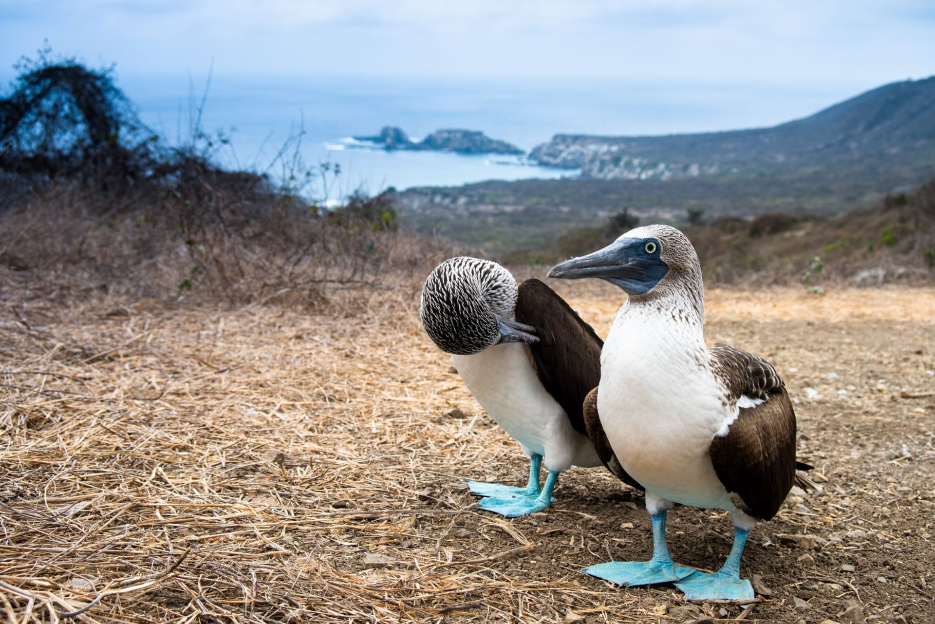 Afbeelding van Isla de la Plata: schatkist aan biodiversiteit