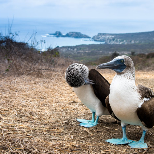 Isla de la Plata: schatkist aan biodiversiteit
