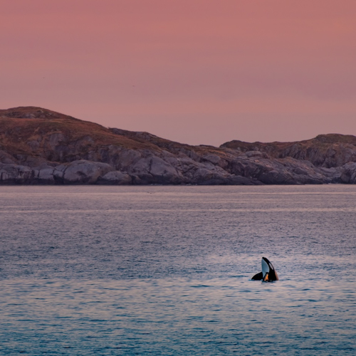 Verantwoord walvissen spotten: “Bedrijven hebben jarenlang maximaal van ze geprofiteerd”