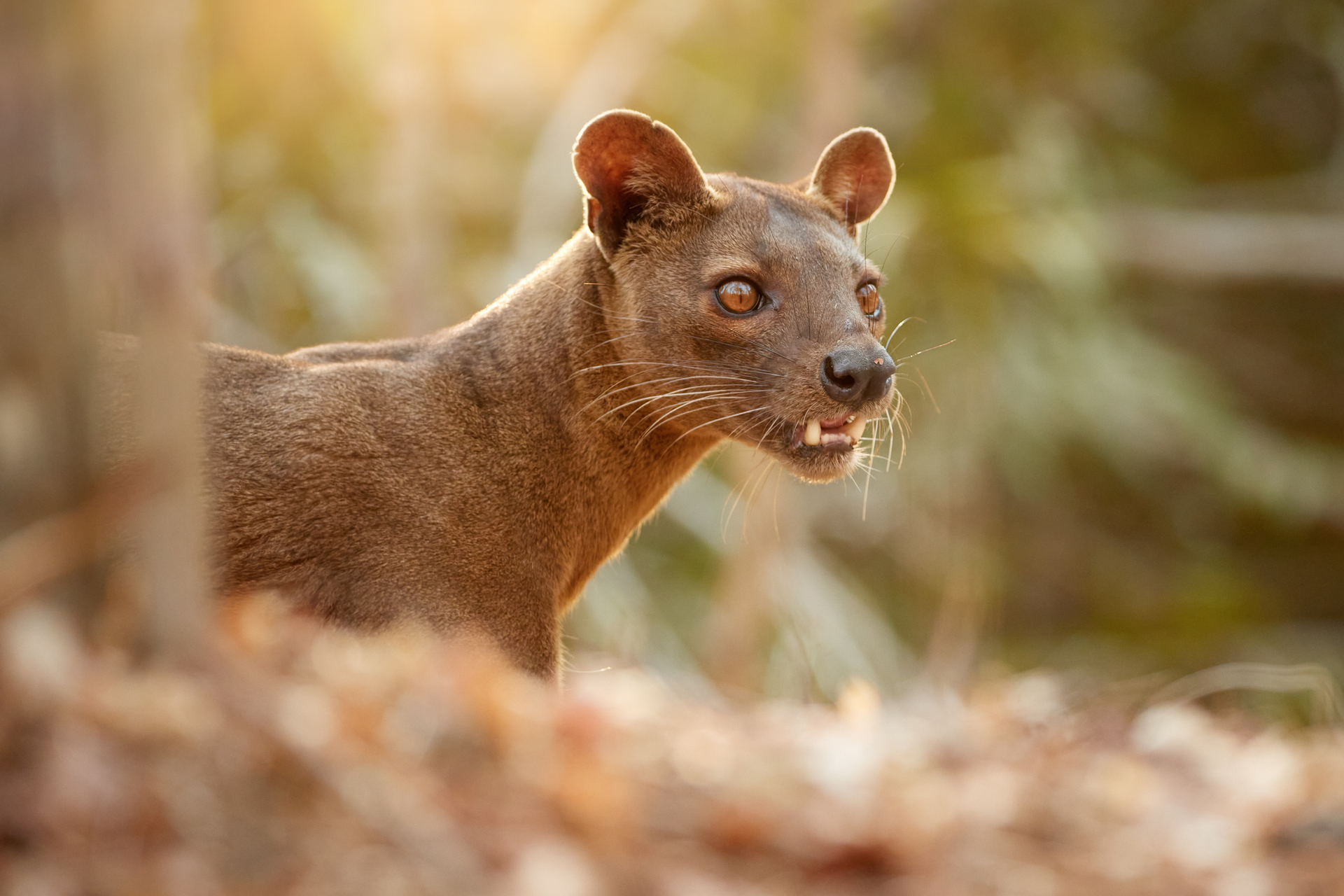 3OR_Fossa-1668779098
