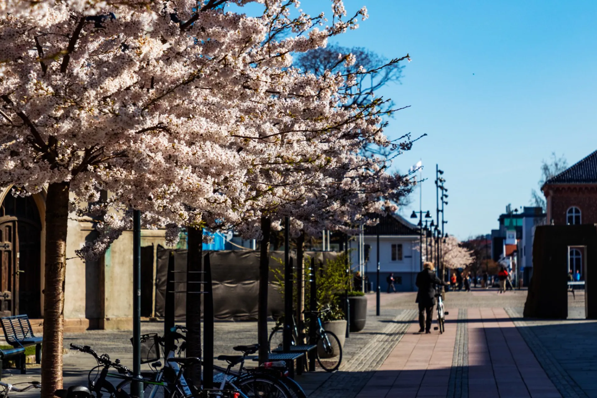 3OR_bloesem_Kristiansand_Noorwegen-1652129367