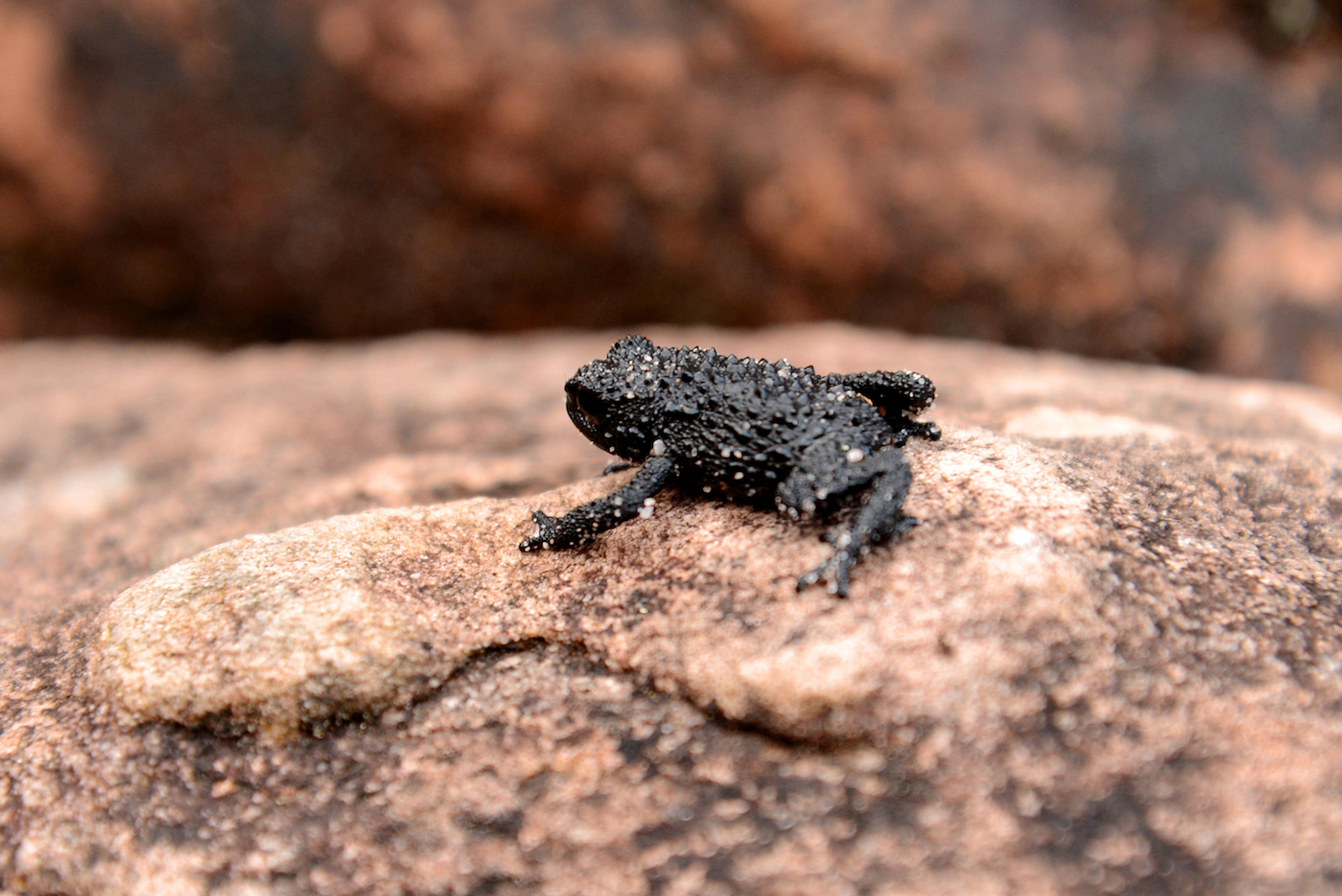 Luciana_Tancredo-1656495740