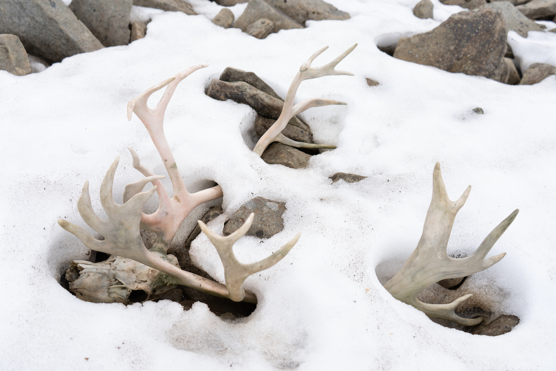 Daniel_C_Varming-1648649770