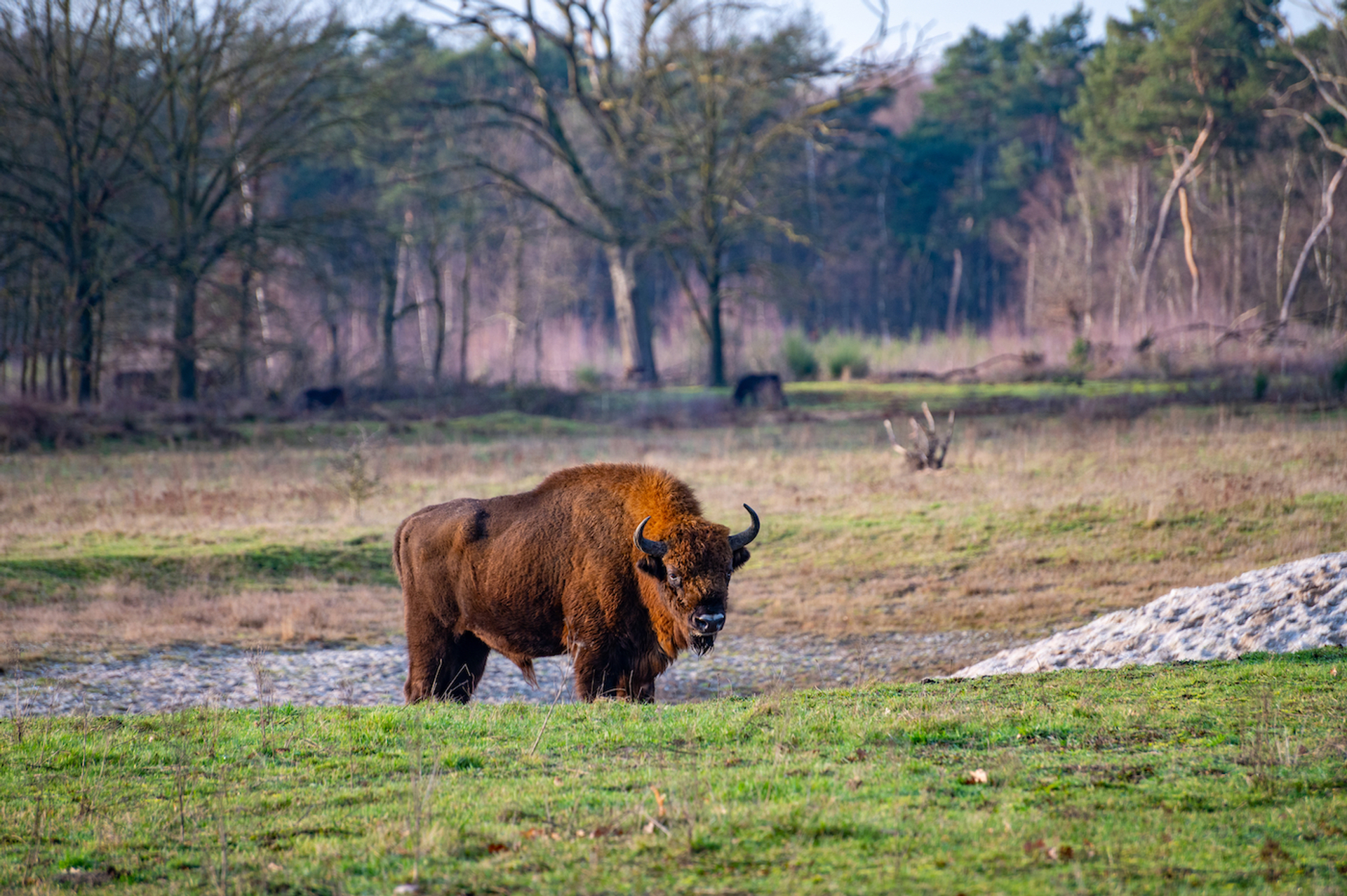 Kevin_Pluk_-1684082144