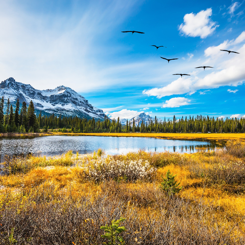 Nederlandse maatschappijen vliegen weer naar Canada na versoepelingen reisrestricties