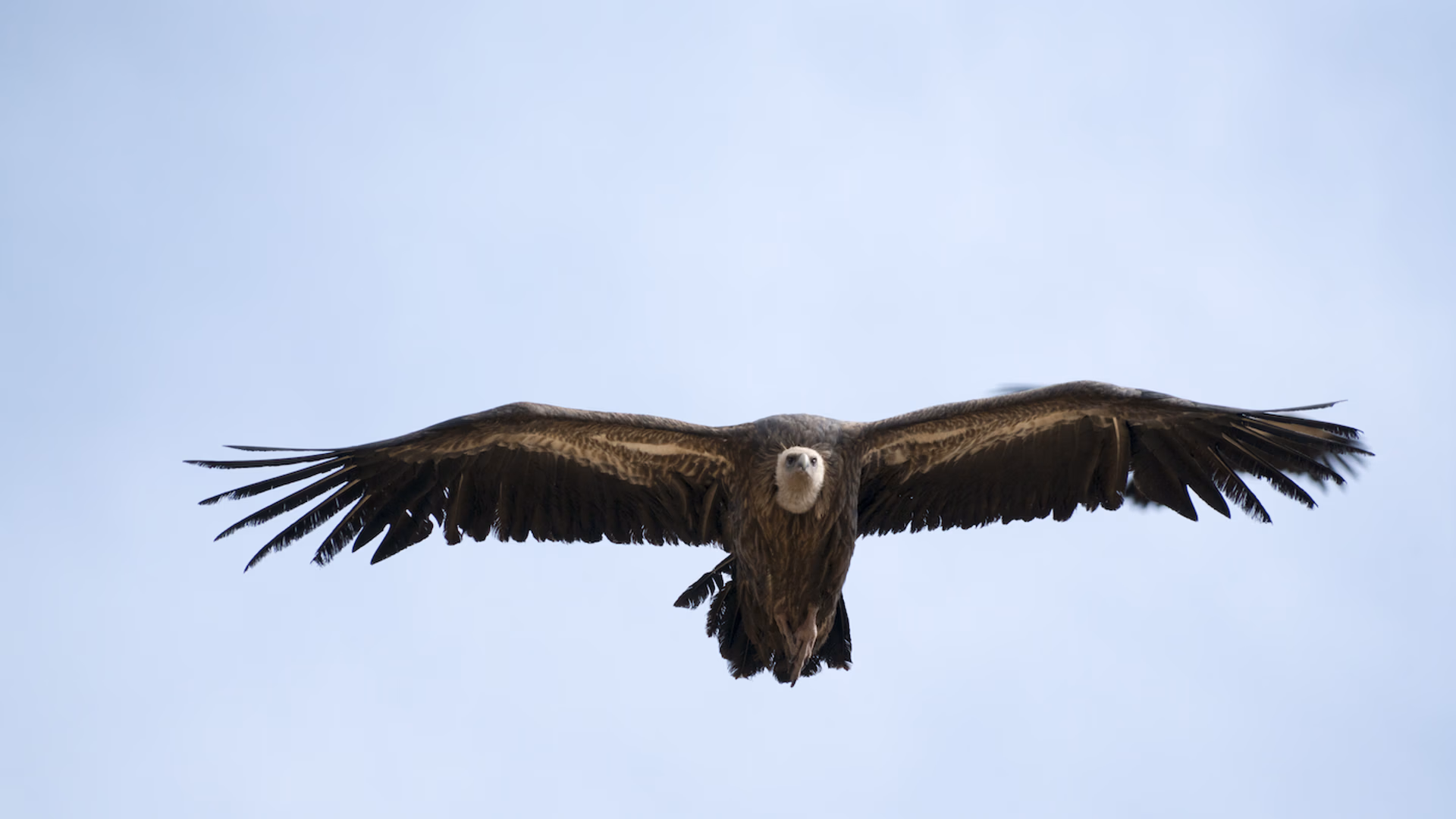 THUMB_Vulture-1683621181
