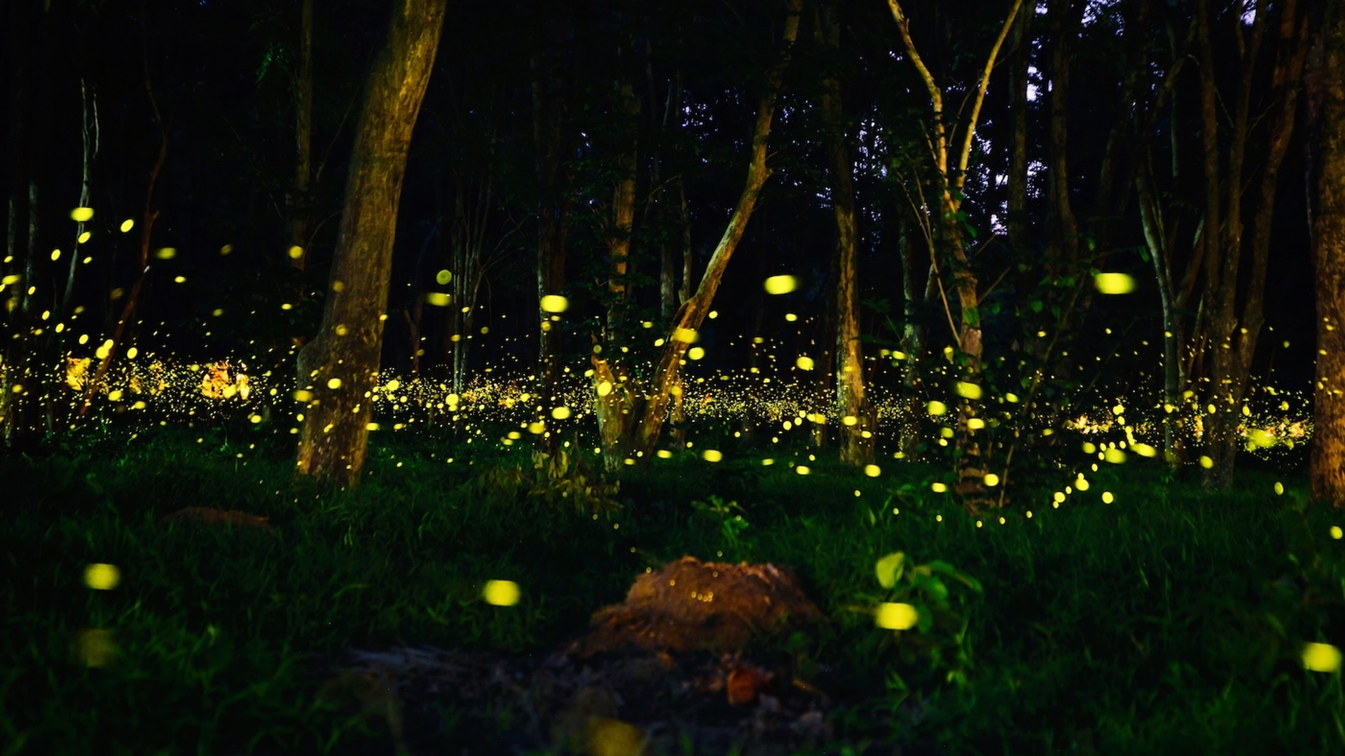 WUT.ANUNAI-1730218268